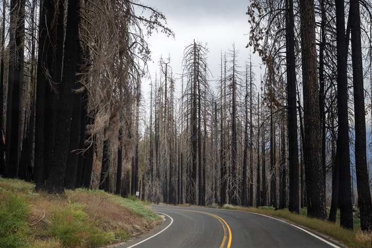 Sequoia National Forest after a fire is a landscape, California, USA.